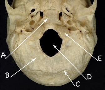 Nakkebenet Os Occipitale Flashcards Quizlet