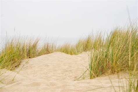 Beach View From The Path Sand Between The Dunes At Dutch Coastline