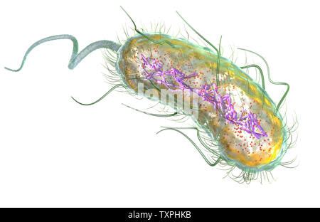 Abbildung Escherichia Coli Bakterien E Coli Mit Vorstrafen DNA