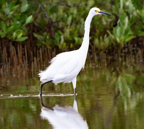 Premium Photo White Bird On A Lake