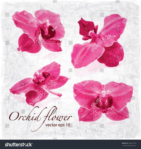 Orchid Flower Vector Background Stock Vector (Royalty Free) 206477743 ...