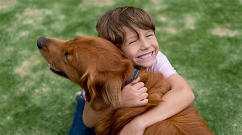 Mejores razas de perros para niños Hogarmania