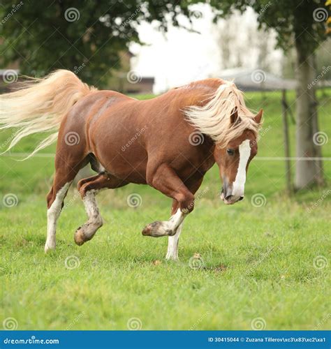 Chestnut Welsh Pony With Blond Hair Running On Pasturage Stock Photo