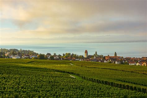 Herbst 2022 Winzerverein Hagnau