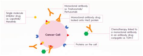 Her2 Positive Breast Cancer Targeted Therapies Present And Future