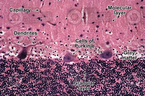 Mammal Cerebellum Sagittal Section 250X Cerebellum Mammals