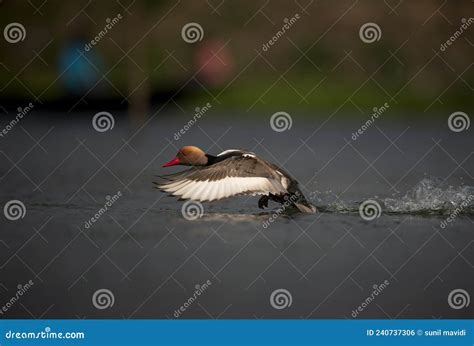 Red Crested Pochard Flight Stock Photo Image Of Mallard 240737306