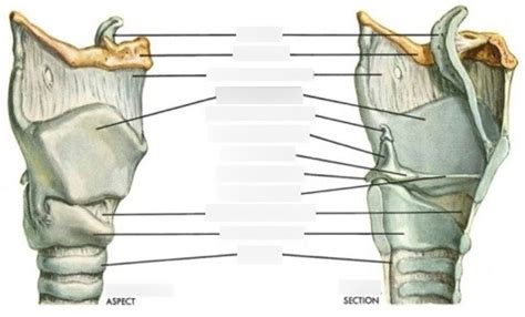 Larynx Lateral View Diagram Quizlet