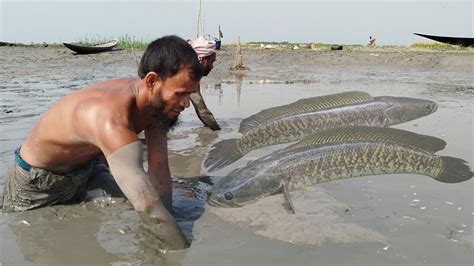 Amazing Hand Fish Trap Traditional Big Fish Catching By Hand Fishing