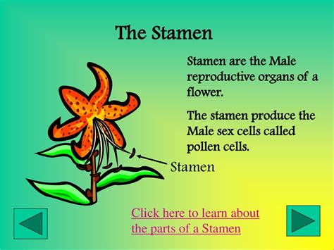 The Parts Of A Flower Sixth Grade Science Mrs Taylor Ppt Download