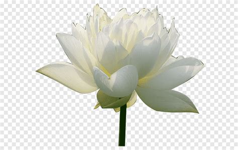 Nelumbo Nucifera Aquatic Plants White Artificial Flower Png PNGEgg