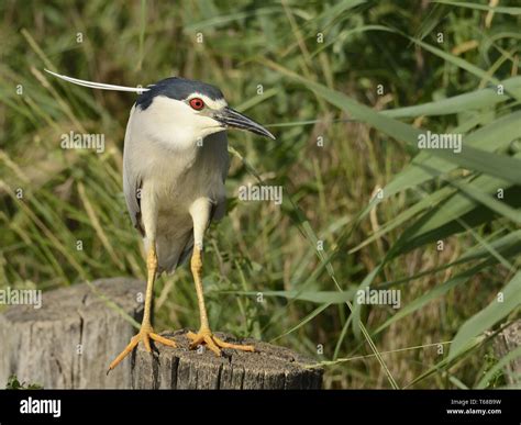 Black Crowned Night Heron Nycticorax Nycticorax Stock Photo Alamy