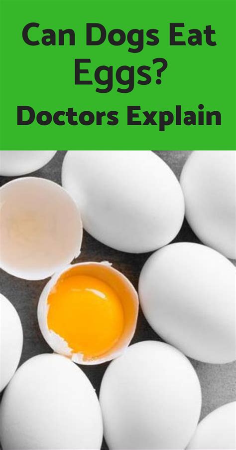 Can Dogs Eat Eggsraw Boiled Or Scrambled Doctors Explain Can