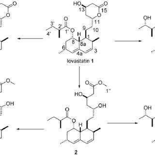 A Proposed Biotransformation Pathway Of Lovastatin To By