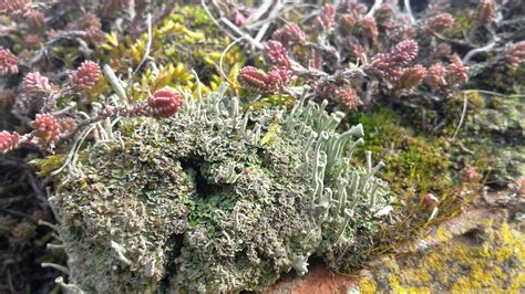 Lichen Identification