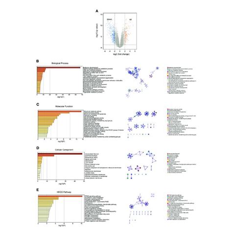 Identification And Functional Enrichment Analysis Of Skcm Degs A