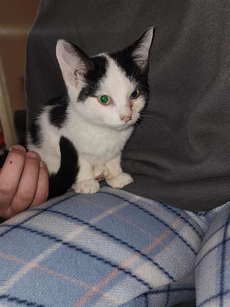 Chubbs - Purrfect Haven Cat Rescue