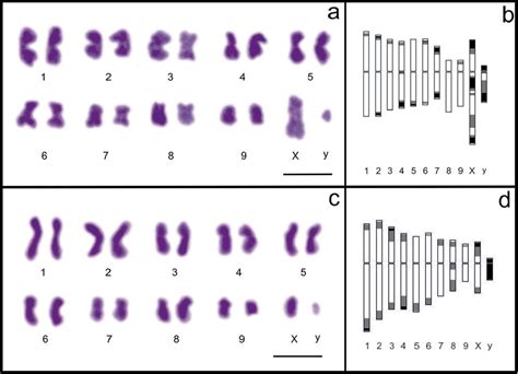 A Bn Bozdagus 2n 20 A Karyotype B Idiogram C Dn Plebejus 2n 20 C Download Scientific