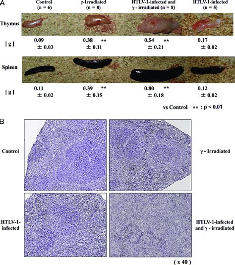 Histological Characteristics Of The Thymus And The Spleen A