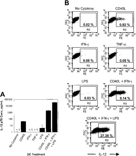 CD40L IFN And LPS Have Synergistic Effects On IL 12 P40 And P70