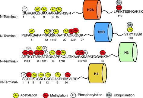 Different Posttranslational Modifications Present On Histones