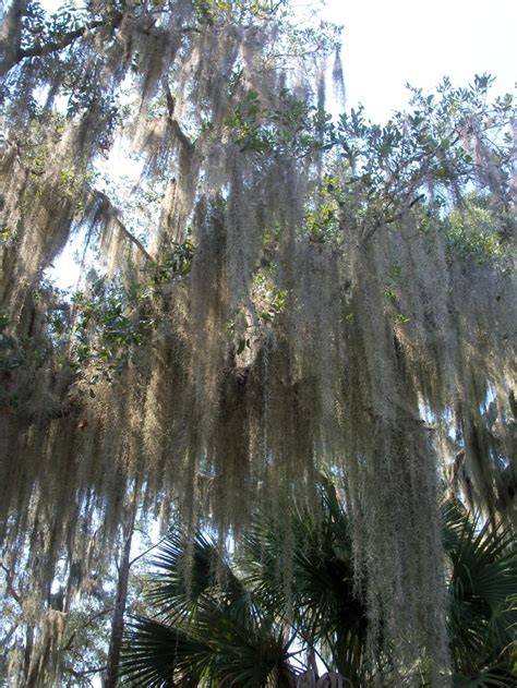 Spanish Moss at Skidaway Island State Park- Savannah, GA http ...