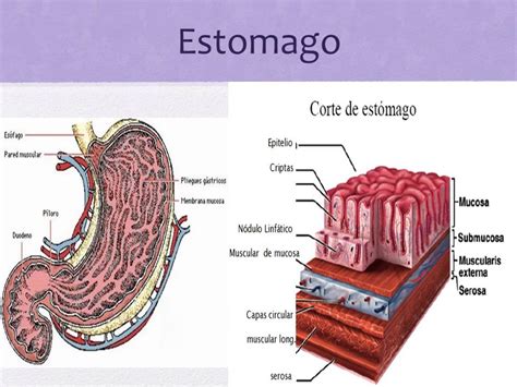 As Principais Camadas Do Trato Digestório Incluem A Túnica Mucosa