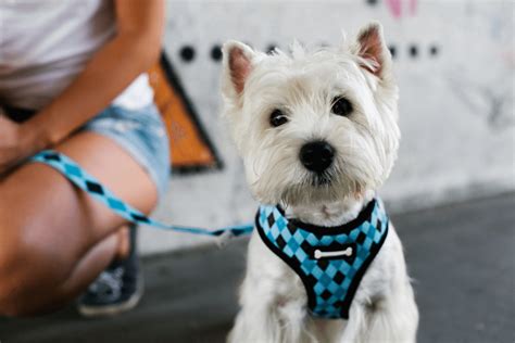 Best Dog Harness For Small Dogs (2019 Reviews)