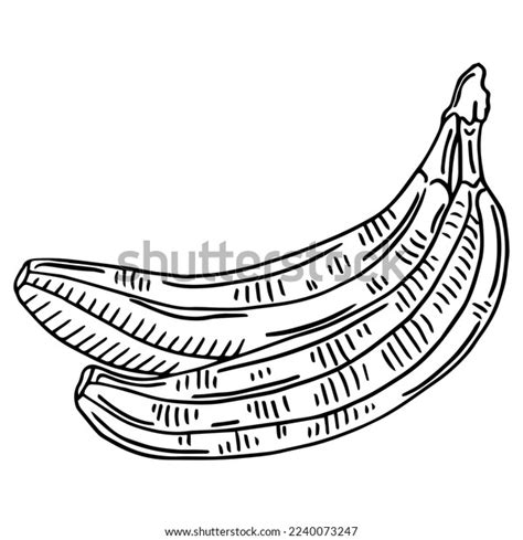 Two Bananas Sketch Style Isolated On Stock Vector (Royalty Free ...