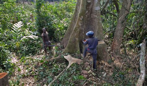 Congo activist works to halt deforestation | The World from PRX