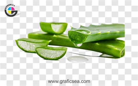 Aloe Vera Plant Png Image Free Download Graficsea