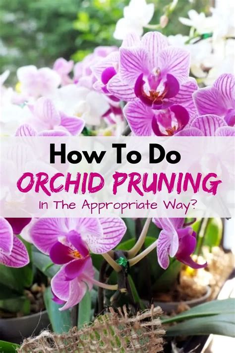 How To Do Orchid Pruning In The Appropriate Way? – Amaze Vege Garden