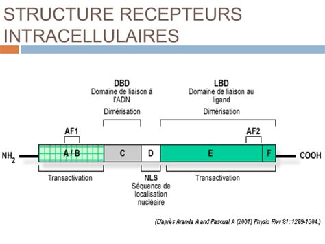 Recepteurs Hormonaux Et Mecanisme Daction Ppt T L Chargement Gratuit