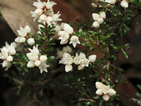 Bitter Cryptandra From Royal Nat L Park Nsw Australia On April