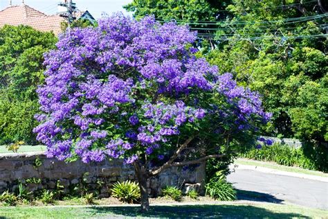 Jacaranda Mimosifolia Alchetron The Free Social Encyclopedia