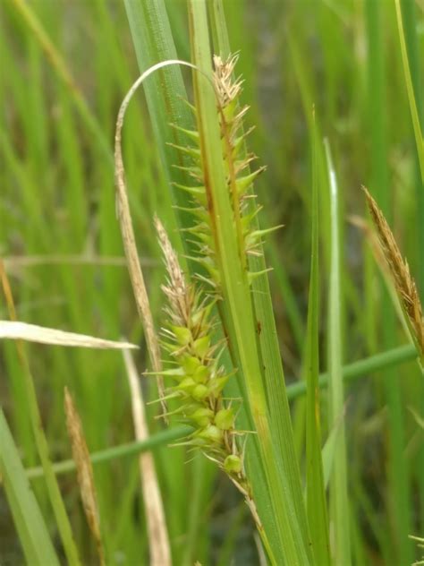 Maryland Biodiversity View Thumbnails Bottlebrush Sedge Carex