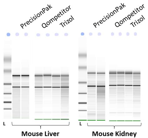 RNA Extraction from Tissue - Next Advance - Laboratory Instruments