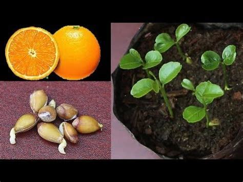 Grow Orange Seed Fast Easy Way Orange Plant Growing Oranges From