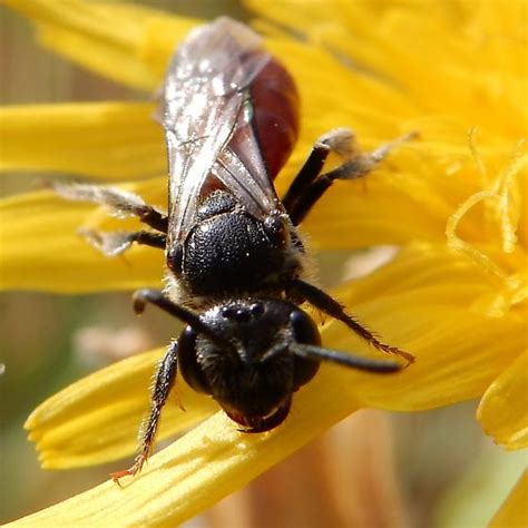 Halictidae Sweat Bee Sphecodes Sp Sphecodes Bugguidenet