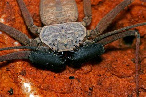 Puerto Rico Wildlife Alfredo Colón Whip Spiders Or Guabá Whip