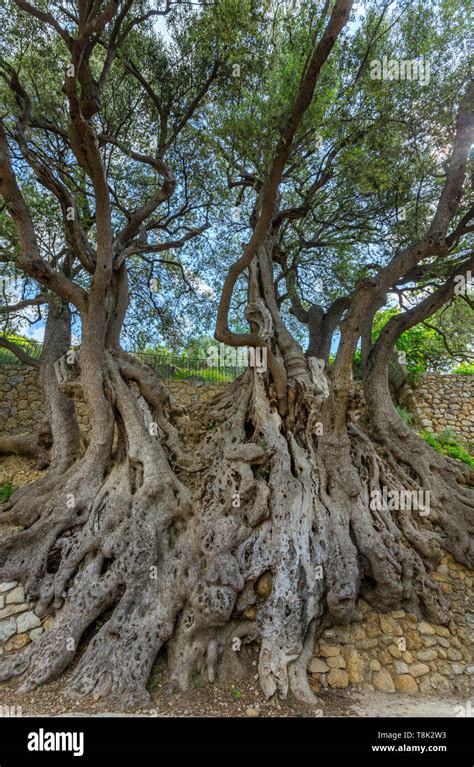 Roquebrune Cap Martin Alpes Maritimes France Banque De Photographies Et