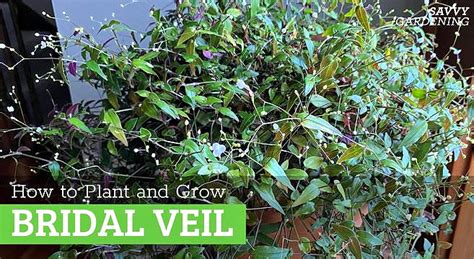 Bridal Veil Plant: How to Grow this Beautiful Flowering Houseplant