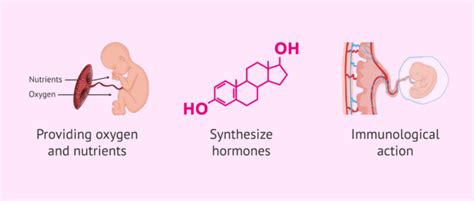 Placental functions during pregnancy