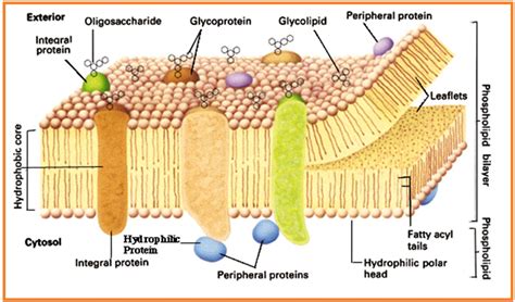 My Biology Membran Plasma