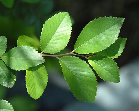 Ulmus Parvifolia Gardensonline