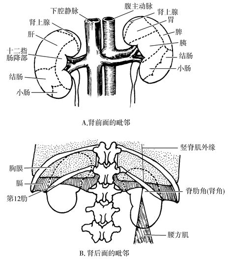 二、肾 人体解剖学 医学