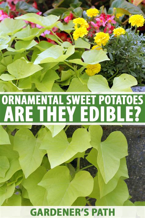 Are Ornamental Sweet Potatoes Edible Gardeners Path