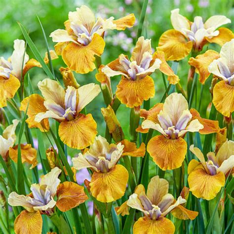 Colonel Mustard Siberian Iris Brecks Premium Bulbs