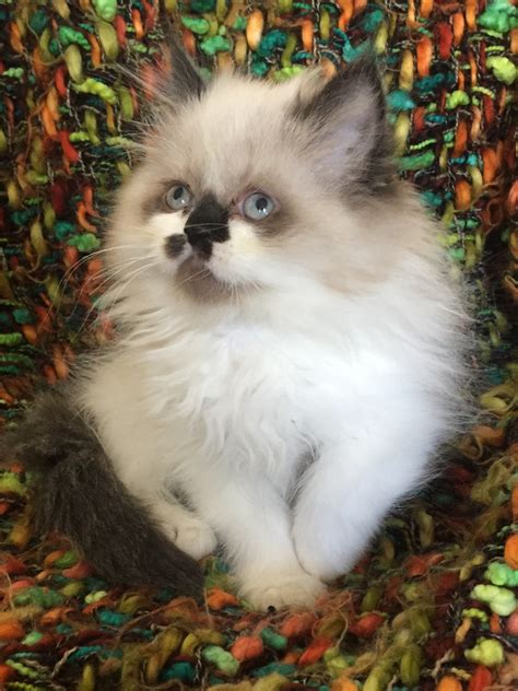 Ragdoll Cats For Sale Rochester Hills Mi 282393