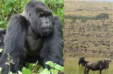 6 Day Masai Mara Gorillas Safari Safari Vacations Travel Services